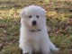 Magnifique et adorable chiot berger blanc suisse