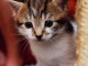 Chatons Bengal loof disponible de suiteDisponible 4 chatons Benga