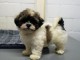 chiot shih-tzu trois mois