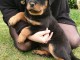 chiot rottweiler trois mois