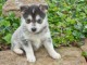 chiot pomsky trois mois