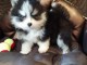 chiot pomsky trois mois