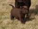 chiot labrador trois mois