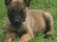 Donne chiot type Berger Malinois