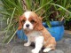 Chiots cavalier king charles femelle blenheim à donner