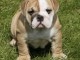 Magnifique et adorable chiot bulldog anglais 