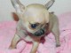 Je donne magnifique chiot chihuahua femelle