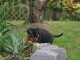 Superbe Rottweiler a donner  