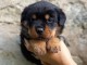 Magnifique chiots Rottweiler lof