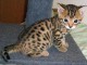 adoption chaton Bengal âgés de 3 mois