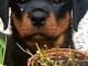 Magnifique chiots Rottweiler lof