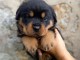 Magnifique chiots Rottweiler lof