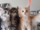 Chatons Maine coon a donner