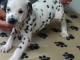 Donne chiot type Dalmatien 