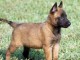 A donner chiot type Berger Malinois 