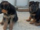 magnifiques Chiots Berger Allemand LOF 1 mâle et femelles