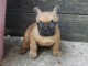 chiot boulodogue fancais trois mois