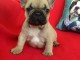 Chiot femelle type bouledogue français à donner