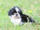 Donnes chiot shih tzu femelle non inscrit au lof