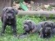 chiot cane corso masstiff trois mois