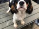 Chiots de type Cavalier King Charles lof