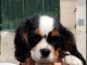 Chiots de type Cavalier King Charles lof