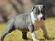 Adoption chiot American Staffordshire Terrier