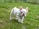 Chiots bouledogue français disponible