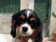 Chiots de type Cavalier King Charles lof