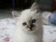 Adorables chatons Sacre de Birmanie 