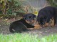 Magnifique chiots Rottweiler lof