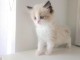 Magnifique chaton Ragdoll