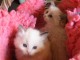 Adorables chatons Ragdoll