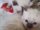 Magnifique chaton Ragdoll