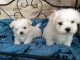 Chiots Bichon maltais dispo