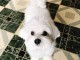 Chiots Bichon maltais dispo