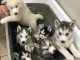 magnifiques Chiots Husky Sibérien LOF 1 mâle et 2femelles