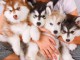 Disponible de suite à l’adoption chiots husky