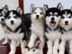 Disponible de suite à l’adoption chiots husky