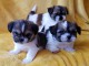  Adorable chiots SHIH TZU