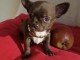  jolies chiots chihuahua 