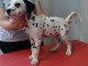 offre adorable chiots pure race  Dalmatien