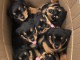 MAGNIFIQUES CHIOTS ROTTWEILER