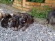 magnifiques Chiots Berger Allemand LOF