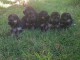 chiots Berger allemand  dispo