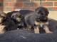 magnifiques Chiots Berger Allemand LOF 1 mâle et femelles