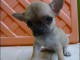 Adorable Chiot type chihuahua