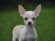 A donné chiot chihuahua beige/blanc femelle