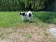 offre adorable chiots pure race  Epagneul japonais