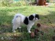 offre adorable chiots pure race  Epagneul japonais